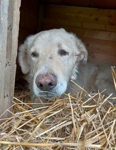 FREDDY, Hund, Mischlingshund in Rumänien - Bild 5