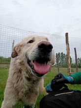 FREDDY, Hund, Mischlingshund in Rumänien - Bild 6