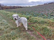 ILINA, Hund, Mischlingshund in Brackenheim - Bild 1