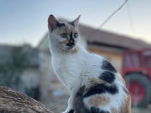 TAIFUN, Katze, Europäisch Kurzhaar in Coswig - Bild 1