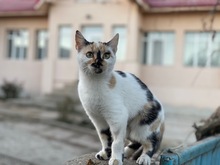 TAIFUN, Katze, Europäisch Kurzhaar in Coswig - Bild 2