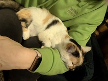 TAIFUN, Katze, Europäisch Kurzhaar in Coswig - Bild 3