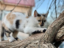 TAIFUN, Katze, Europäisch Kurzhaar in Coswig - Bild 4