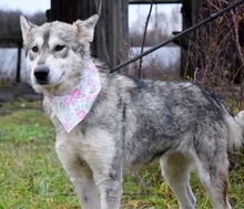 STANKA, Hund, Mischlingshund in Slowakische Republik - Bild 10