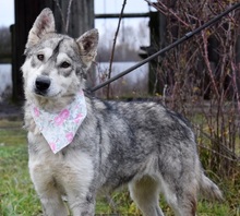 STANKA, Hund, Mischlingshund in Slowakische Republik - Bild 11