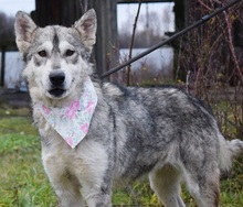 STANKA, Hund, Mischlingshund in Slowakische Republik - Bild 12