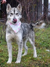 STANKA, Hund, Mischlingshund in Slowakische Republik - Bild 5