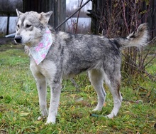 STANKA, Hund, Mischlingshund in Slowakische Republik - Bild 8