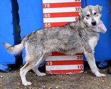 STANKA, Hund, Mischlingshund in Slowakische Republik - Bild 9