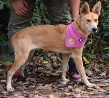 DELI, Hund, Mischlingshund in Slowakische Republik - Bild 10