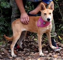 DELI, Hund, Mischlingshund in Slowakische Republik - Bild 2