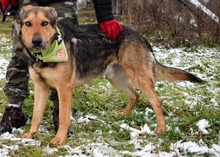 DERICK, Hund, Mischlingshund in Slowakische Republik - Bild 10