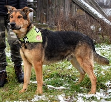 DERICK, Hund, Mischlingshund in Slowakische Republik - Bild 11