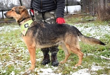 DERICK, Hund, Mischlingshund in Slowakische Republik - Bild 12