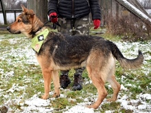 DERICK, Hund, Mischlingshund in Slowakische Republik - Bild 13