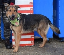 DERICK, Hund, Mischlingshund in Slowakische Republik - Bild 2