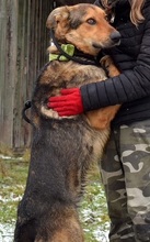 DERICK, Hund, Mischlingshund in Slowakische Republik - Bild 3