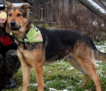 DERICK, Hund, Mischlingshund in Slowakische Republik - Bild 4