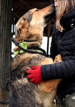 DERICK, Hund, Mischlingshund in Slowakische Republik - Bild 5