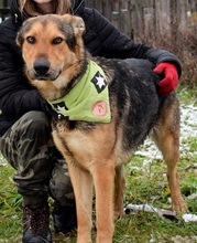 DERICK, Hund, Mischlingshund in Slowakische Republik - Bild 6