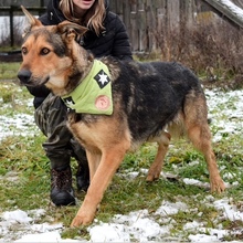 DERICK, Hund, Mischlingshund in Slowakische Republik - Bild 7