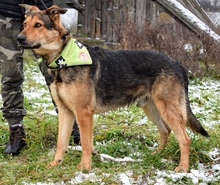 DERICK, Hund, Mischlingshund in Slowakische Republik - Bild 9