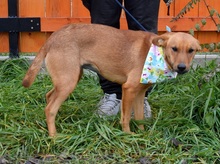 MAJKA, Hund, Mischlingshund in Slowakische Republik - Bild 2