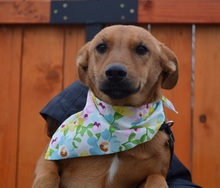 MAJKA, Hund, Mischlingshund in Slowakische Republik - Bild 3