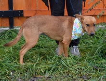 MAJKA, Hund, Mischlingshund in Slowakische Republik - Bild 4