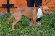 MAJKA, Hund, Mischlingshund in Slowakische Republik - Bild 5