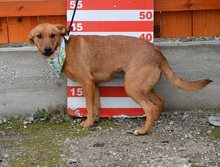 MAJKA, Hund, Mischlingshund in Slowakische Republik - Bild 6