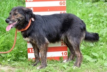 PAMELA, Hund, Mischlingshund in Slowakische Republik - Bild 2