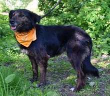 PAMELA, Hund, Mischlingshund in Slowakische Republik - Bild 3