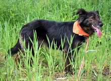 PAMELA, Hund, Mischlingshund in Slowakische Republik - Bild 5