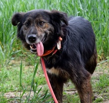 PAMELA, Hund, Mischlingshund in Slowakische Republik - Bild 8