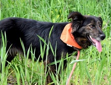 PAMELA, Hund, Mischlingshund in Slowakische Republik - Bild 9