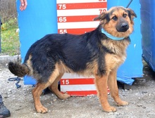 ROWER, Hund, Mischlingshund in Slowakische Republik - Bild 2