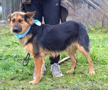 ROWER, Hund, Mischlingshund in Slowakische Republik - Bild 4