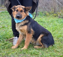 ROWER, Hund, Mischlingshund in Slowakische Republik - Bild 5