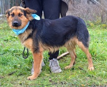 ROWER, Hund, Mischlingshund in Slowakische Republik - Bild 6