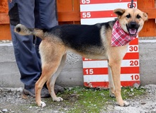 BAHARI, Hund, Mischlingshund in Slowakische Republik - Bild 2