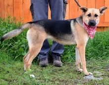 BAHARI, Hund, Mischlingshund in Slowakische Republik - Bild 8