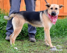 BAHARI, Hund, Mischlingshund in Slowakische Republik - Bild 9