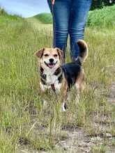 MONI, Hund, Mischlingshund in Fürfeld - Bild 4