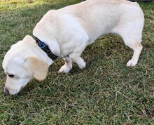 LULU, Hund, Mischlingshund in Slowakische Republik - Bild 3