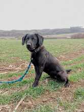 MOWGLI, Hund, Mischlingshund in Slowakische Republik - Bild 2