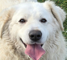 HOMER, Hund, Mischling (Kuvasz?) in Ungarn - Bild 1