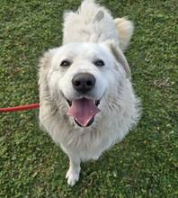 HOMER, Hund, Mischling (Kuvasz?) in Ungarn - Bild 2