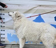 HOMER, Hund, Mischling (Kuvasz?) in Ungarn - Bild 3