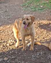 DANIEL, Hund, Mischlingshund in Griechenland - Bild 1